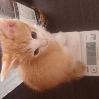 7月22日産まれ 仔猫 茶ﾄﾗ白 ｵｽ2 黒白茶ﾒｽ1