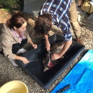 11/13更新☆若手猟師さんによる野生動物の解体〜調理、皮なめし教室