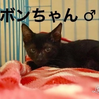 ぼんちゃん（オス 3ヶ月）里親さん募集です
