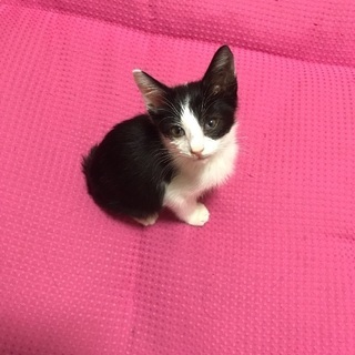 トライアル中です❤️仔猫の里親さんを探しています