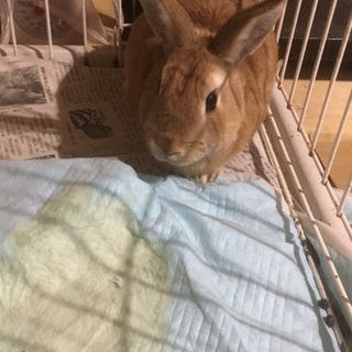 ウサギ