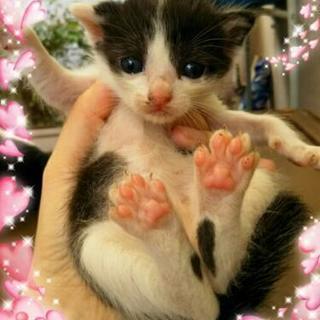 かわいい牛柄ちゃんです(^^)