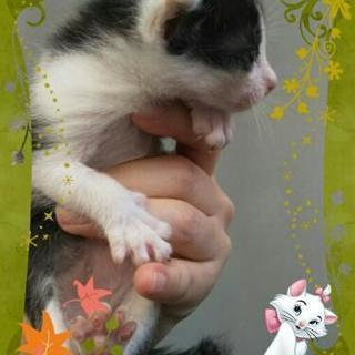かわいい牛柄ちゃんです(^^) - 大分市