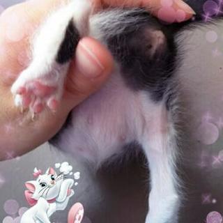 かわいい牛柄ちゃんです(^^) - 里親募集