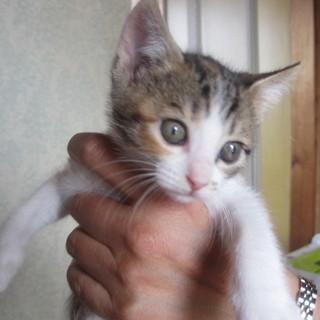 可愛い盛りの子猫ちゃんの里親様募集