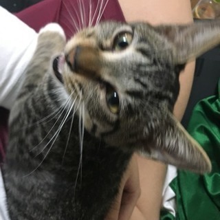 【急募】貰ってください