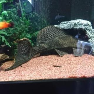 熱帯魚