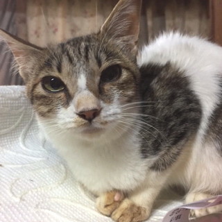 里親になってくださる方！　生後２～3ヵ月　オス　子猫　白ぶちトラ模様猫