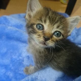 生後4週間程のキジトラの男の子を新しい家族に迎え入れて下さい(*...
