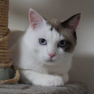 推定２歳　オス　綺麗なブルーアイ　臆病ですが、優しくて穏やかな性...