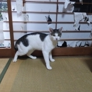 猫飼育初めての方おススメの1才くらいの男の子。柄が面白いイケメン...