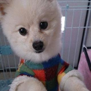 人懐っこいオス犬🐶3才です