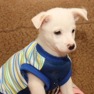 生後2か月元気な男の子 - 山陽小野田市