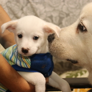 生後2か月元気な男の子 - 犬