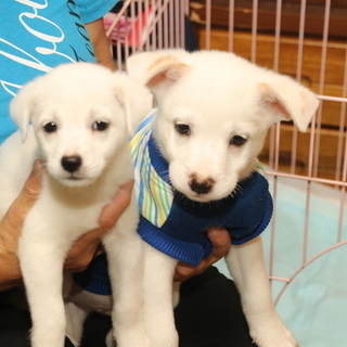 生後2か月元気な男の子 - 里親募集