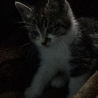野良子猫