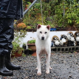 紀州犬　ショータイプの美犬　１才（メス） - 佐野市