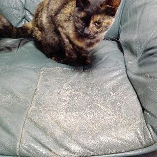 さび猫の迷い子猫