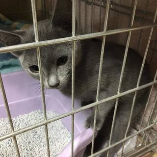 3か月のメス子猫ちゃん（ロシアンブルー）里親募集します