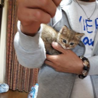生後1ヵ月赤ちゃん子猫男の子