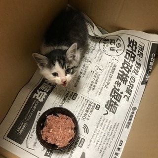 【緊急】子猫里親募集
