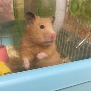 キンクマハムスターメス里親さん募集
