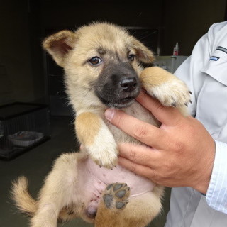 保健所にいます！！生後2カ月半の姉妹子犬を家族に迎えて下さい。