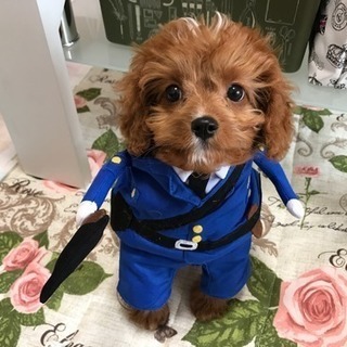至急お願いします！