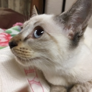 里親になってくださる方！　生後２～3ヵ月　メス　子猫　シャム猫雑...