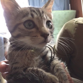 里親になってくださる方！　生後２～3ヵ月　オス　子猫　キジトラ猫