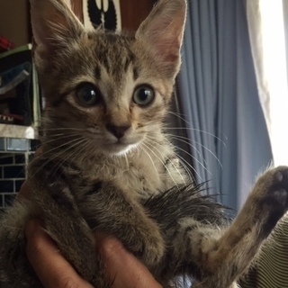 里親になってくださる方！　生後２～3ヵ月　オス　子猫　キジトラ模様
