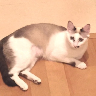 里親になってくださる方！　1歳　メス　白地に薄茶模様