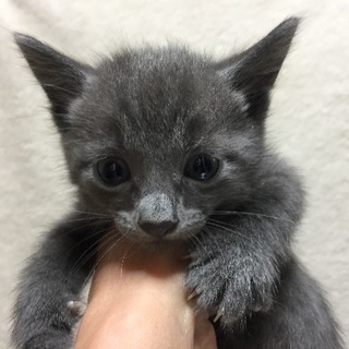 ロシアンブルーの子猫（男の子）