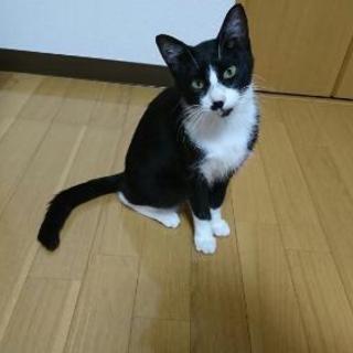 【受付一旦停止】里親様募集いたします。