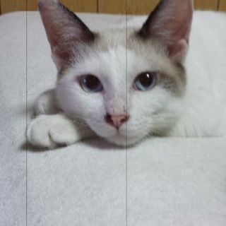 11月3日4日5日❤️獣医大学学園祭の譲渡会に出しますシャム女の...