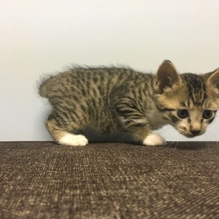 保護子猫4兄妹 生後1ヶ月くらい