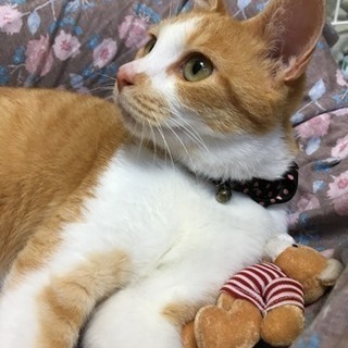 穏やかな大人猫 再投稿