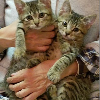 人が大好き・なかよし子猫兄妹（７月末生まれ）