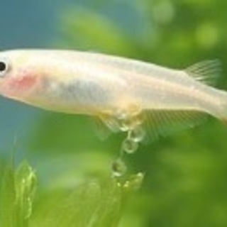 メダカを譲って下さい