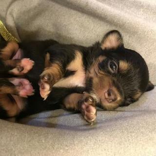 チワワとミニチュアダックスの子供です。