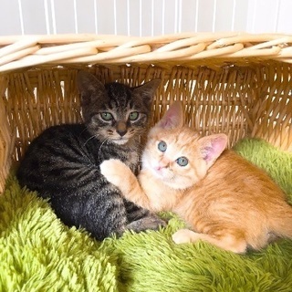 仲良し2匹一緒に迎えて下さる方へ