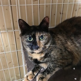急募！鍵尻尾のサビ柄ねこちゃん！里親募集中