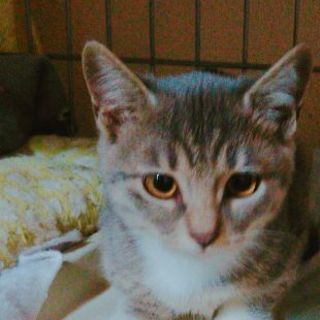 中年沖縄と猫好き　三線ライブで　もり上がりましょう♪ − 東京都