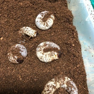 カブトムシの幼虫差し上げます♪[商談中]の画像