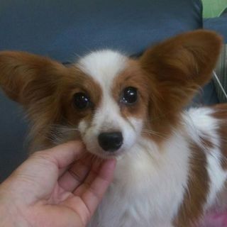 パピヨン