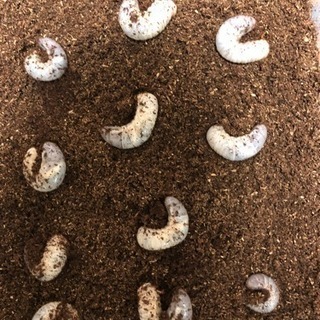 カブトムシの幼虫差し上げます♪[商談中]の画像