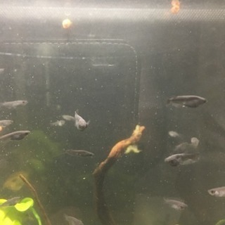 メダカ・稚エビの餌 ゾウリムシの画像