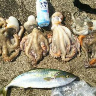 明石市役所裏で釣りメンバー募集中‼ − 兵庫県