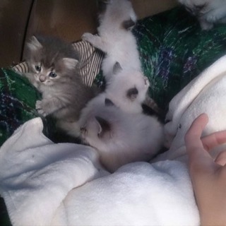【札幌】生後1ヵ月の子猫の里親募集☆ - 里親募集