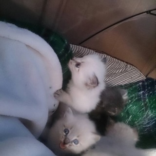 【札幌】生後1ヵ月の子猫の里親募集☆ - 猫